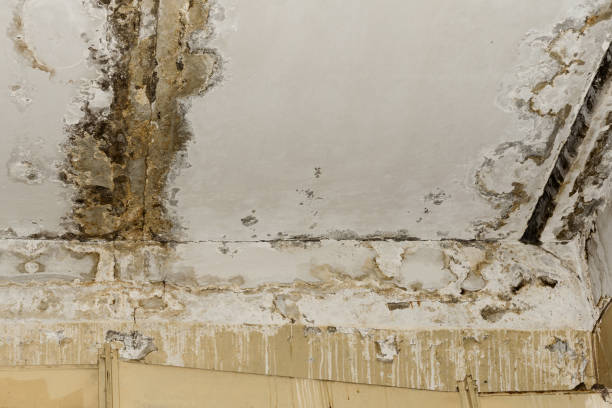 Why You Should Choose Our Mold Remediation Services in Warren Park, IN